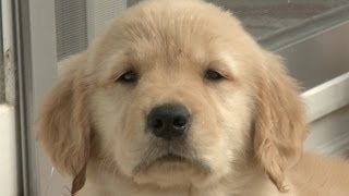 Amazing Animal Facts Golden Retrievers [upl. by Samuela]