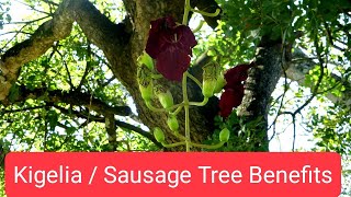 Sausage Tree Kigelia Benefits Plant [upl. by Kunz]