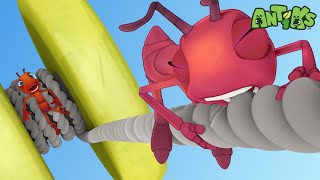 YoYo  Antiks 🐜  Funny Cartoons for Kids [upl. by Ecital649]