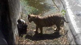 White tiger kills man who fell into its enclosure at Delhi zoo [upl. by Eesdnyl]