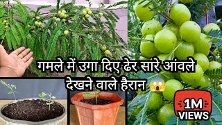 How To Grow Lots Of Amla Fruits In Pot From Seed Grafting Air layering  1 Gamle Me Ugae Dheron Amla [upl. by Aihsirt746]