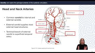 Pulmonary Circulation and Systemic Arteries [upl. by Culbertson]