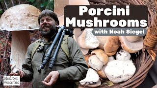 Wild Porcini Mushrooms with Noah Siegel [upl. by Harras]