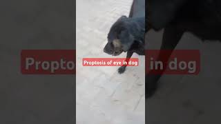 Proptosis of eye in dog  treatment of eyes [upl. by Nylkcaj]