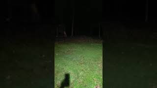 Bobcat screams in our backyard [upl. by Oer]