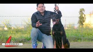 Haryana  Tyagi’s Rottweilers Kennel  Kennels Adult Female Dogs  Scoobers [upl. by Neeloj]