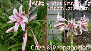 🌷76How to Care amp Grow Crinum LatifoliumMilky amp Wine Lily Beautiful Flower With Awesome Fragrance❤ [upl. by Ulita]