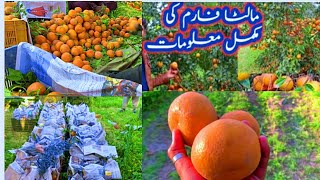 Malta Farm  kino Farm  citrus farm  Malta farming in Pakistan  How to start Malta farming 😇 [upl. by Ailerua780]