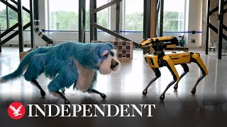 Boston Dynamics robot has dog upgrade [upl. by Zacharia]