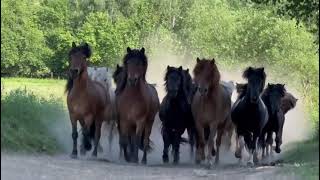 All of those beauties are for sale   Punktur Icelandic Horses [upl. by Marys695]