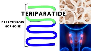 Teriparatide  Osteoporosis [upl. by Naleag]