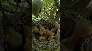 Longtailed shrike bird babies P 8 [upl. by Stallworth]