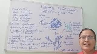 Ectocarpus Thallus Structure BSc Part I Dr Vinod Kumari [upl. by Webber]