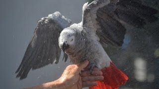 Tips on Showering Your African Grey [upl. by Nyrraf838]