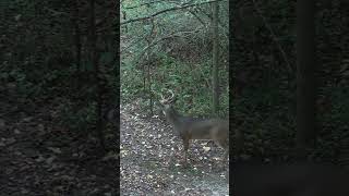 Buck on Vine Scrape [upl. by Ettenahs]