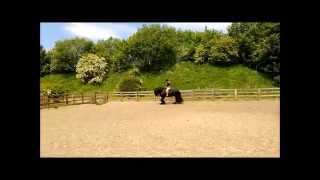 Traditional WH saddle on a Fell Pony [upl. by Spragens299]