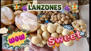 extreme harvesting of lanzones satisfying fruit trending philippines [upl. by Aij]