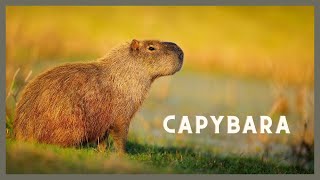 What does a capybara sound like [upl. by Isabea]