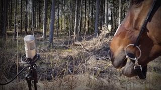 Horse Attack Sqwad  Putsaa hevoo [upl. by Joses]