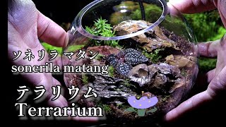 【テラリウム】ニトリのグラスベースにソネリラを植えてみました I tried planting sonerillaTerrarium [upl. by Anirtik]