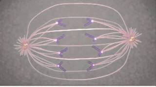 Mitosis Cell Division in Bengali [upl. by Teece857]