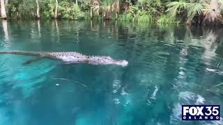 Alligator swims toward woman tries to bite paddleboard at Central Florida park [upl. by Htebaras]