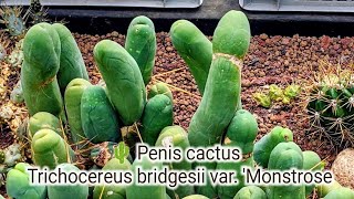 🌵 Penis cactus  Trichocereus bridgesii var Monstrose  Nowa paczka nowe wyzwania 😄🙈 [upl. by Yrelav238]