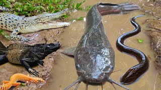 Tangkap ikan lele besar dalam lubang ikan hias ikan koi ikan mas gurame kurakura buaya belut [upl. by Morse]