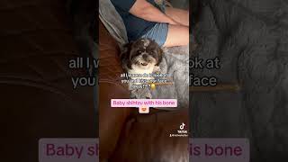 Gene the Bone Lord fypyoutube shihtzu [upl. by Taffy985]