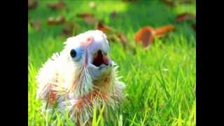 Mali the baby goffin cockatoo is a screamer [upl. by Tigdirb423]