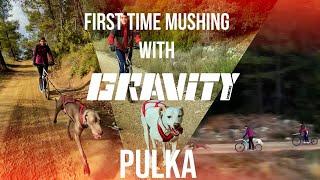 First Time Mushing with GRAVITY SCOOTERS  Easy Mushing [upl. by Tenaej]