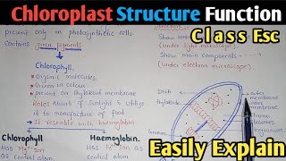 Chloroplast Structure And Functions  Stroma  Class 11 Biology [upl. by Boehmer]