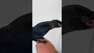 Man Gives Jackdaw Bird Water and Cold Bath on Hot Day  1511303 [upl. by Treblihp]