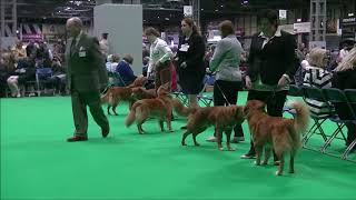 Nova Scotia Duck Tolling Retriever Crufts 2019 [upl. by Danete]