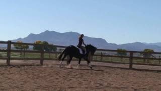 Amélie Swedish Warmblood Sporthorse dressage horse for sale [upl. by Audre]