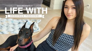 WHATS IT LIKE OWNING A DOBERMAN PINSCHER [upl. by Aener]