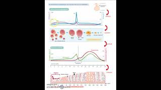 Complexe hypothalamohypophysaire [upl. by Keelia933]