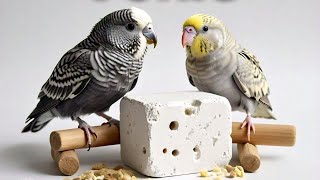 Calcium block for budgies and other birds [upl. by Ardnaxela283]