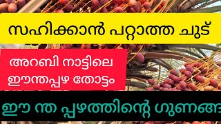 ഈത്തപ്പഴത്തോട്ടം അസ്ഥി ഉരുക്കത്തി ന് ഈന്ത പ്പഴം 👌🏻asthi urukkathin eenthapazham 👌🏻me and family v [upl. by Annawahs923]