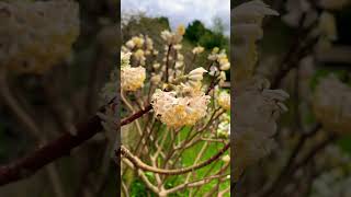 Edgeworthia Chrysantha Grandiflora  Oriental Paper Bush [upl. by Grube]