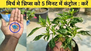 मिर्च मे थ्रिप्स को 5 मिनट में कंट्रोल  करें  Thrips control in chilli Thrips ke liye desidawai [upl. by Allista355]