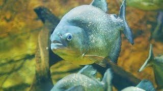 Piranha Aquarium Fish Tank  Red Belly Piranha Fish in Aquarium  Piranha Fish in Aquarium Machali [upl. by Atteras14]