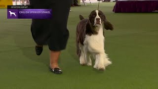 Spaniels English Springer  Breed Judging 2023 [upl. by Feriga710]