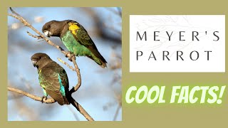 Meyers Parrot facts 🦜 Brown Parrot 🦜 native to Africa [upl. by Arotak]