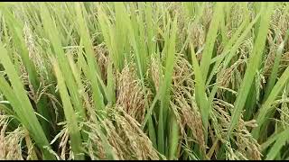 Kaveri seedsResearch Paddy VerityTILLUStock Available Contact7702001578 [upl. by Vasilek]