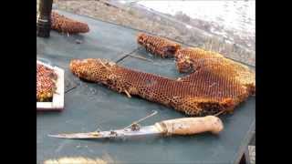 Removing honey bees from barn wall [upl. by Carmelle390]