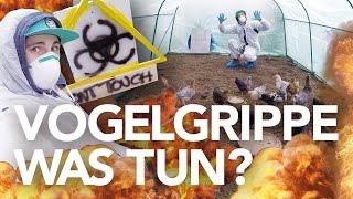 Vogelgrippe 2016  Stallpflicht Was tun als Geflügeldude  Heimwerkerking Fynn Kliemann [upl. by Rezzani43]