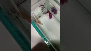 22102024 Betta fish full moon golden Betta fish blue and red full moon Betta fish October battery [upl. by Lasala662]