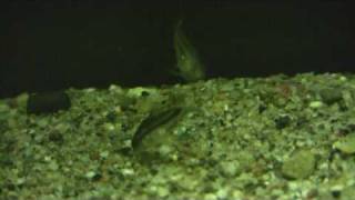 Corydoras Pygmaeus The pygmy cory [upl. by Gery821]