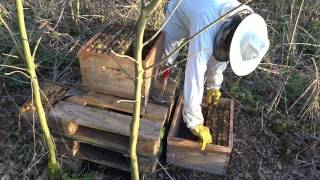 Hive frame transfert  HOW to  Visit 030417 [upl. by Perloff]